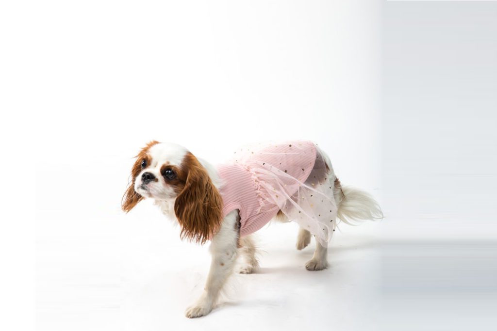 Annie's 'National Dress Up Your Pet Day' Contest
