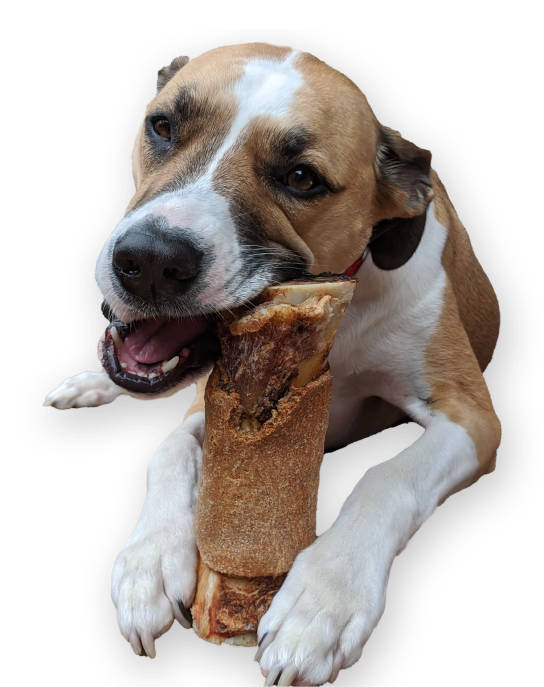 Dog with bone