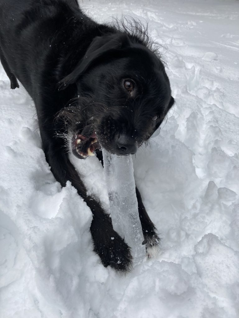5 Fun Activities for Your Dog in the Snow