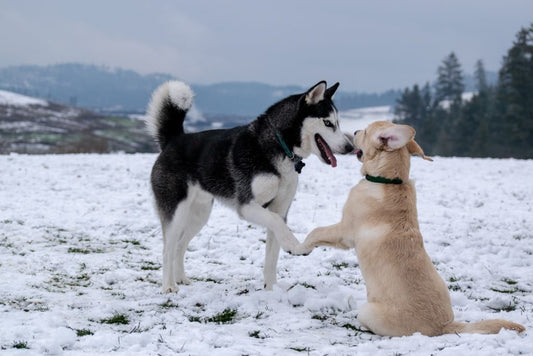 Why We’re Lucky to Have Our Dogs!