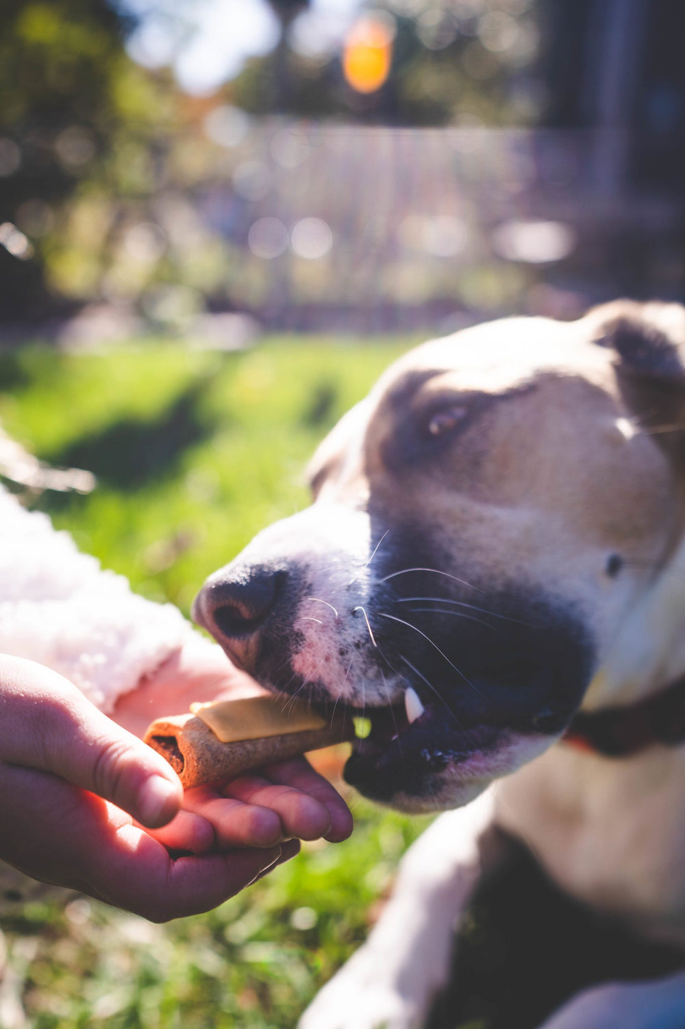 Mini Cheese Chicken Wraps