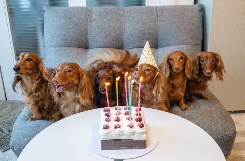 Annie’s Slobber Pack – 35% Savings on Happy Dog Meals & Cannolis! / year