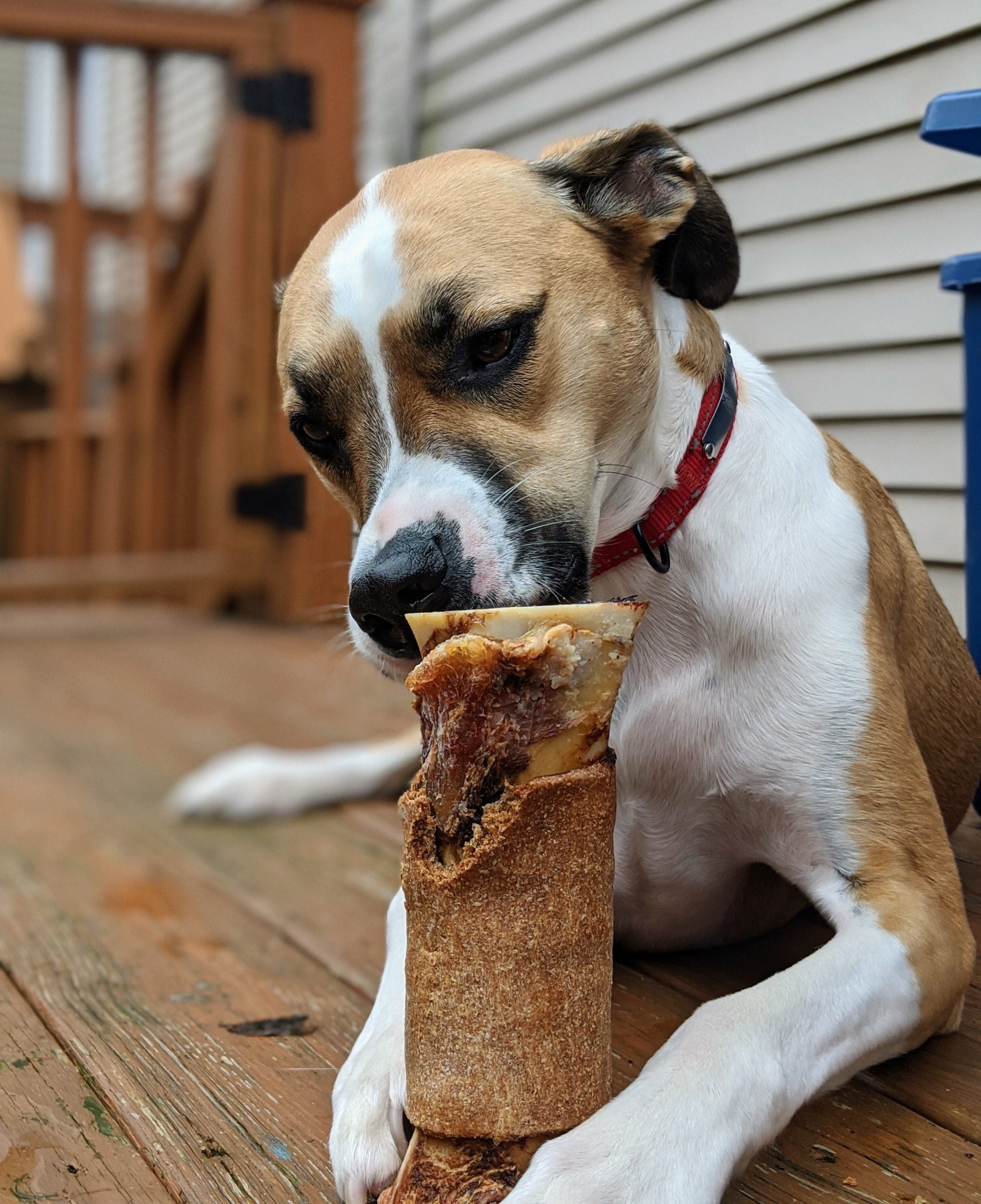 Muttkin Drool Package – Up to 21% Savings on Bones!