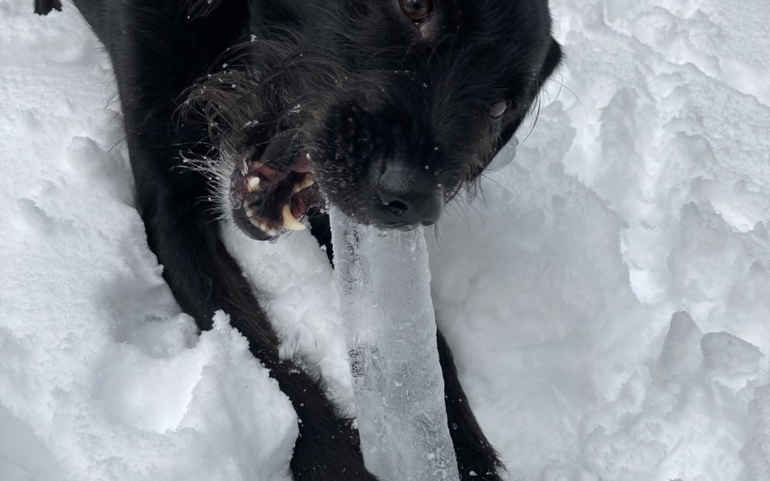 5 Fun Activities for Your Dog in the Snow