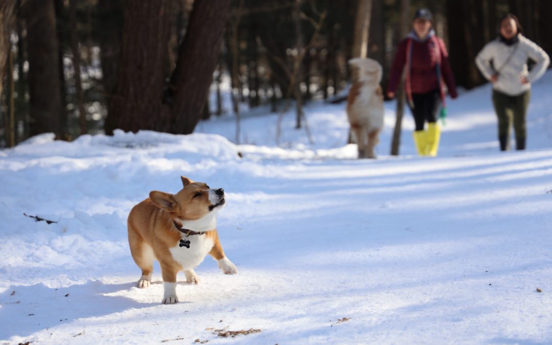 5 Fun Things to Do with Your Dog This Year